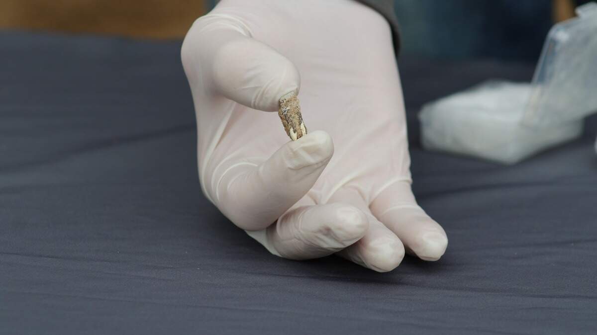 Ancient human tooth unearthed in Georgia, archaeologists say